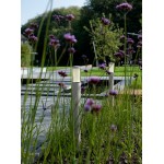 in-lite | LIV Rose Silver | Staande Buitenlamp
